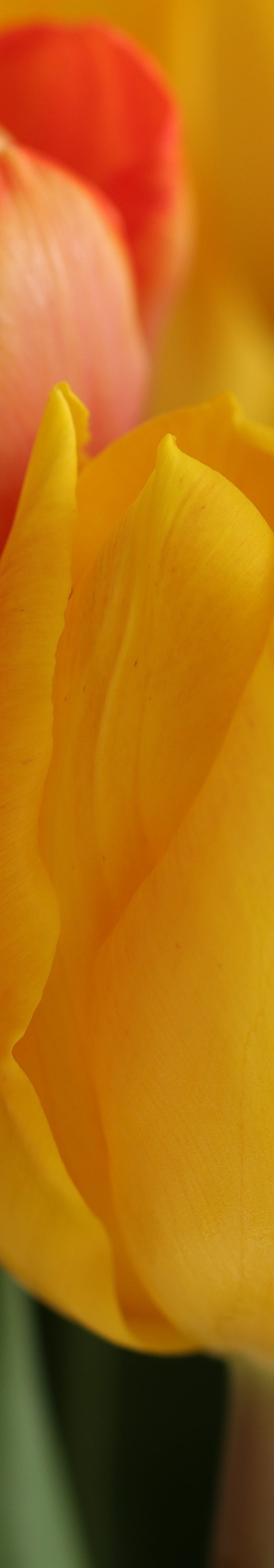 <h2>Gardekin Flores</h2>