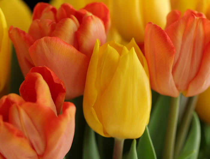 <h2>Gardekin Flores</h2>