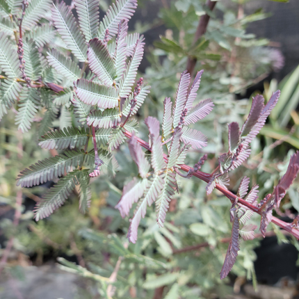 Acacia Gris Acacia baileyana, floración amarilla masiva invernal