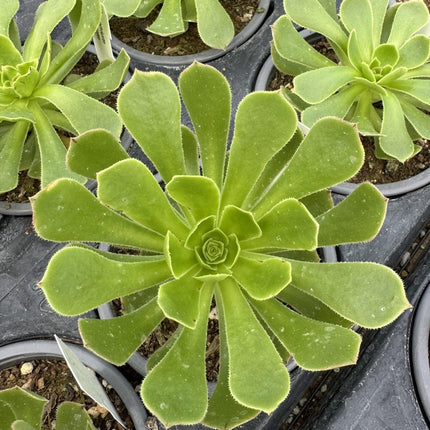 Aeonium arboreum verde con forma de roseta para jardín de suculentas