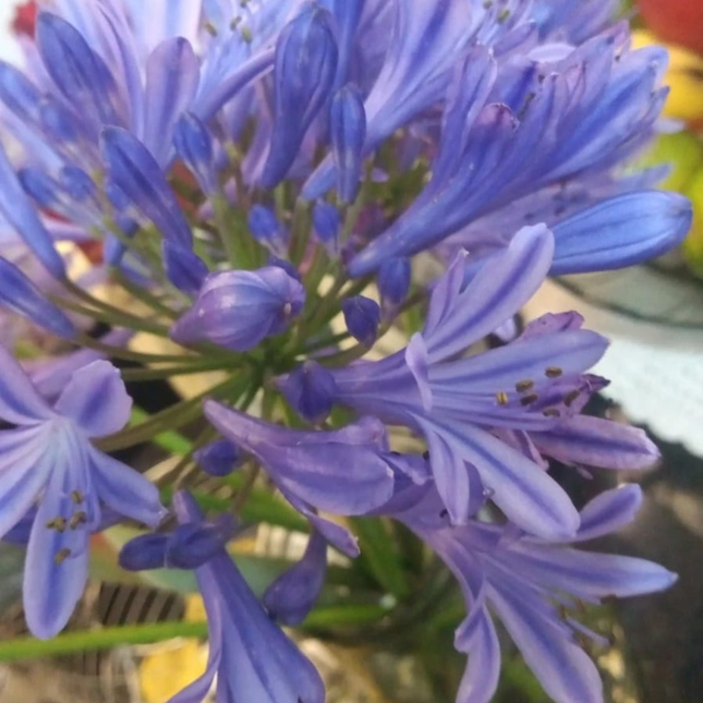 Lirio Africano Agapanthus africanus, flores azules en pompón