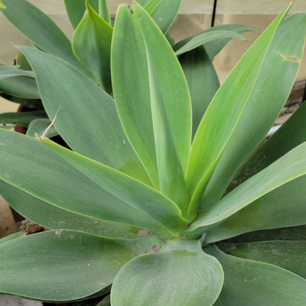 Agave-Attenuata