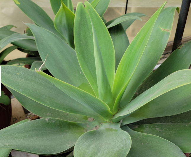 Agave-Attenuata