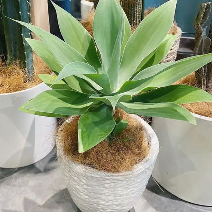 Agave Attenuata cuello de cisne de hojas suaves verde claro