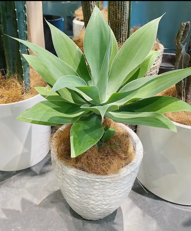 Agave Attenuata cuello de cisne de hojas suaves verde claro
