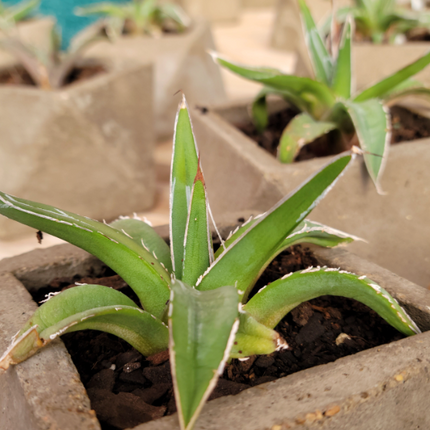 Agave-Victoria