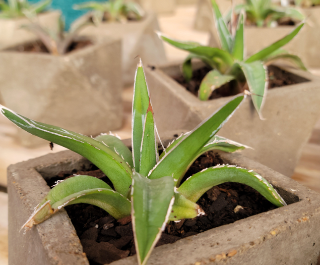 Agave-Victoria