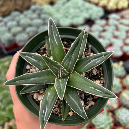 Agave Victoria-Reginae con líneas blancas y forma esférica