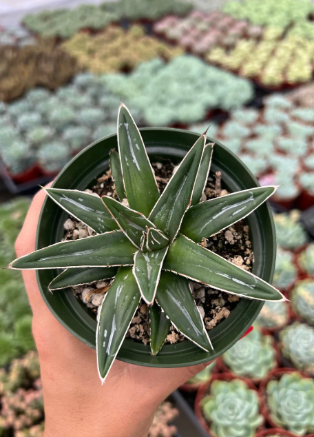 Agave Victoria-Reginae con líneas blancas y forma esférica