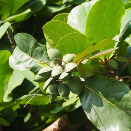 Árbol de Almendro en formato M25 para producción de almendras