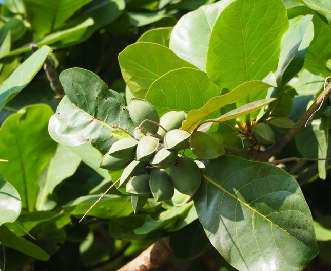 Árbol de Almendro en formato M25 para producción de almendras