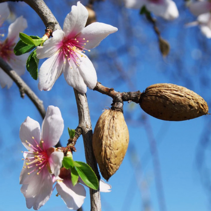 Almendro árbol frutal flores rosadas primavera