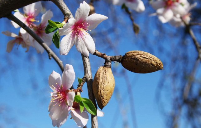 Almendro árbol frutal flores rosadas primavera