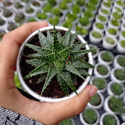 Planta de Aloe ornamental pequeña para decoración de espacios luminosos