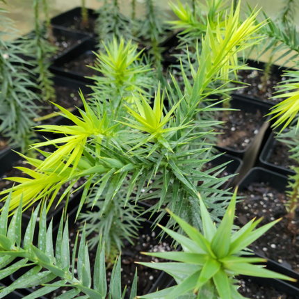 Araucaria araucana árbol nativo chileno de forma simétrica