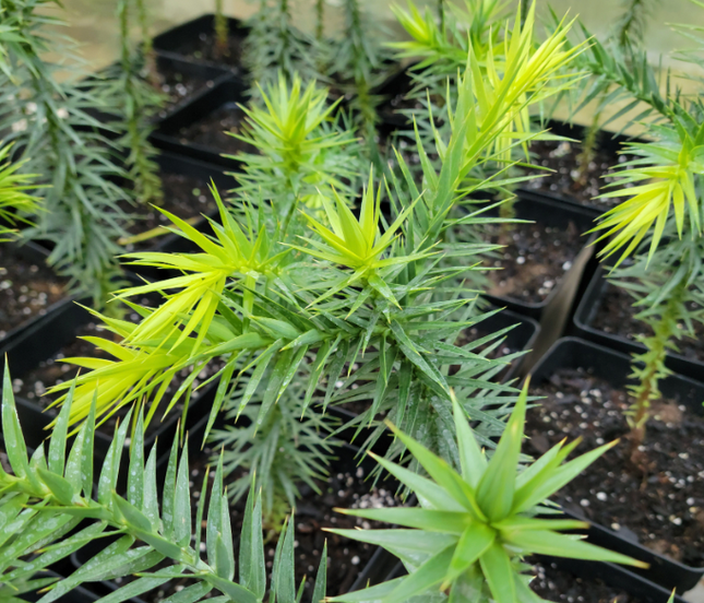 Araucaria araucana árbol nativo chileno de forma simétrica