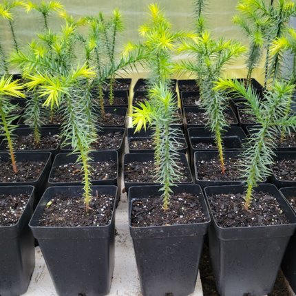 Araucaria follaje perenne único resistente Chile