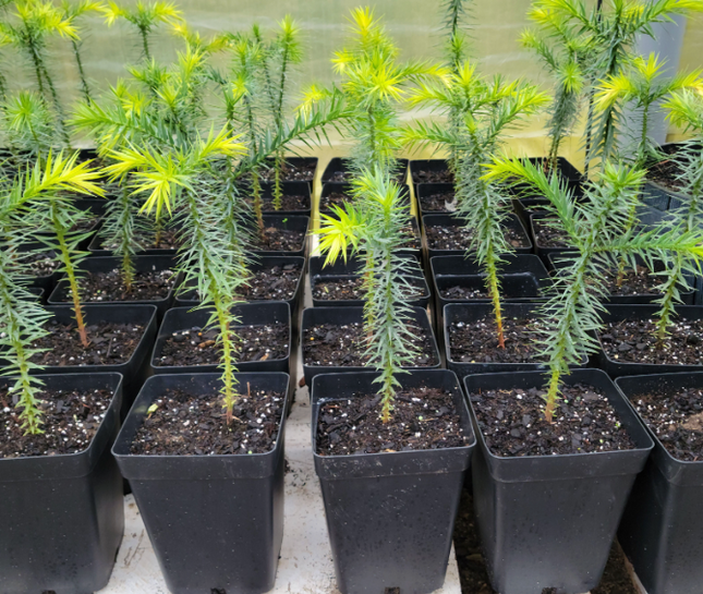 Araucaria follaje perenne único resistente Chile