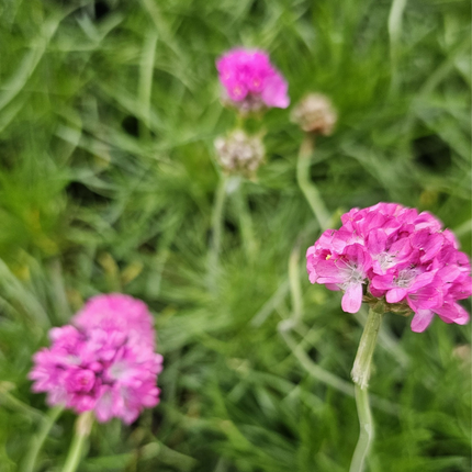 Clavelina de Mar (Armeria), Pequeña (M10) | Gardekin.com