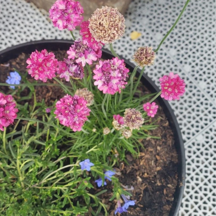 Clavelina de Mar (Armeria), Pequeña (M10) | Gardekin.com