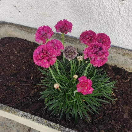 Clavelina de Mar (Armeria), Pequeña (M10) | Gardekin.com