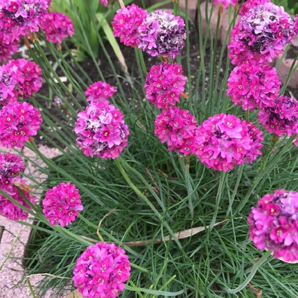 Clavelina de Mar (Armeria), Pequeña (M10) | Gardekin.com
