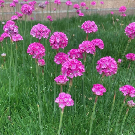 Clavelina de Mar (Armeria), Pequeña (M10) | Gardekin.com