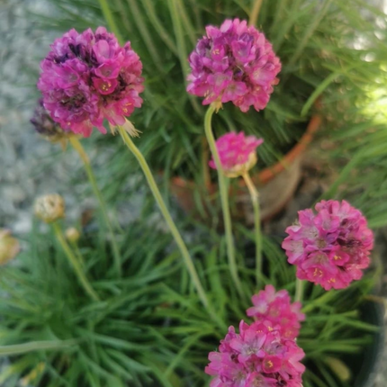 Clavelina de Mar (Armeria), Pequeña (M10) | Gardekin.com