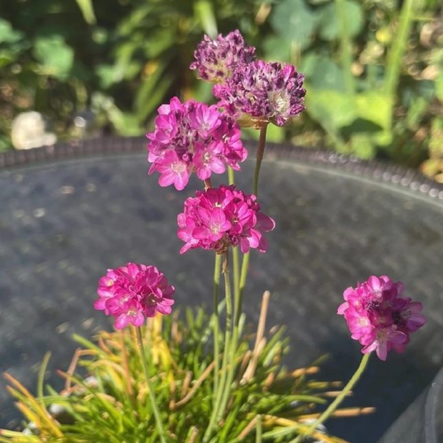 Clavelina de Mar (Armeria), Pequeña (M10) | Gardekin.com
