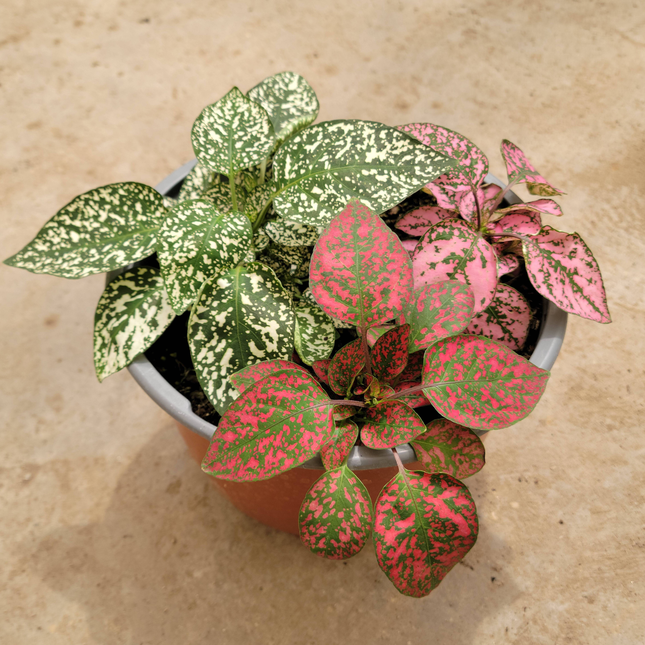 Paleta de Pintor Hypoestes phyllostachya, hojas moteadas rosa y verde