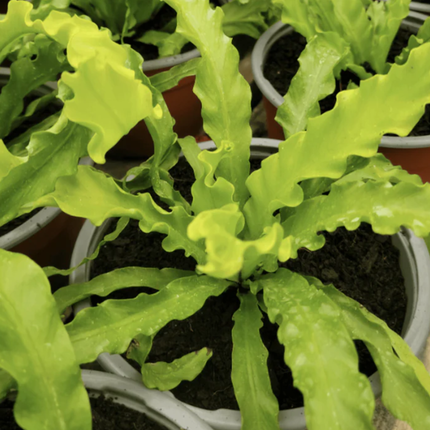 Helecho nido de pájaro Asplenium con hojas onduladas verdes