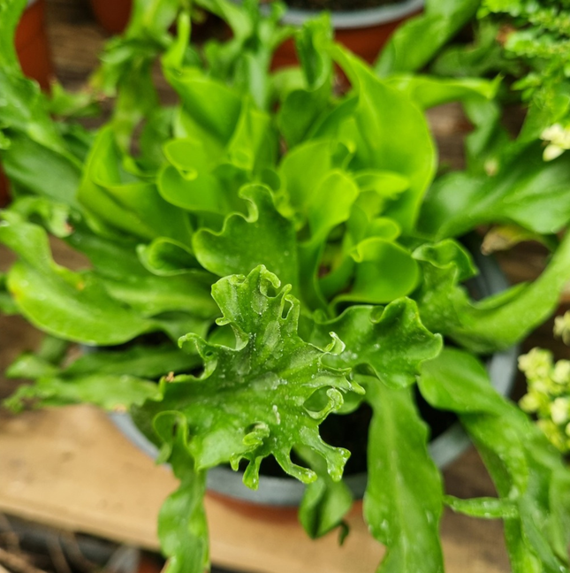 Helecho nido de pájaro (Asplenium antriquum osaka); Pequeño (M13)  | Gardekin Chile