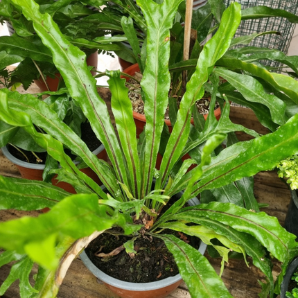 Helecho nido de pájaro (Asplenium antriquum osaka); Pequeño (M13)  | Gardekin Chile
