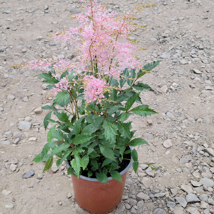 Astilbe japonés (Astilbe) | Vegago Chile