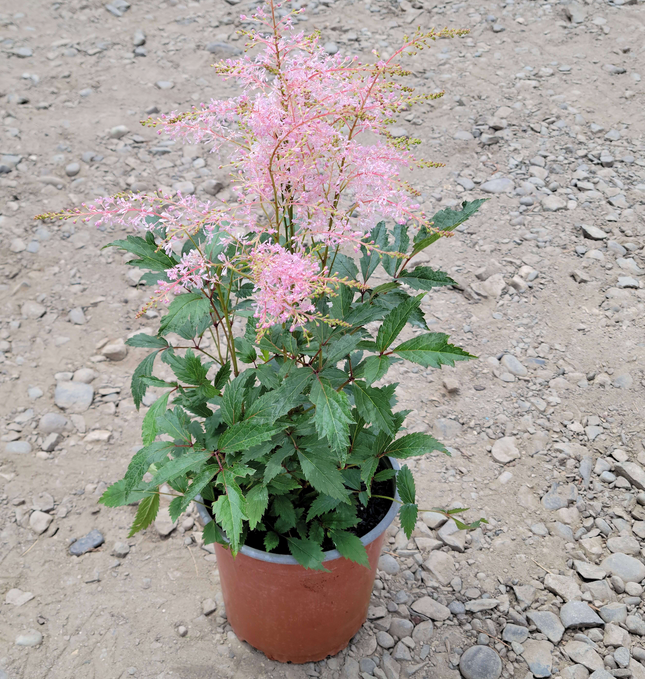 Astilbe japonés (Astilbe) | Vegago Chile
