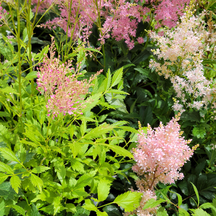 Astilbe japonés con flores plumosas rosadas para jardín sombreado