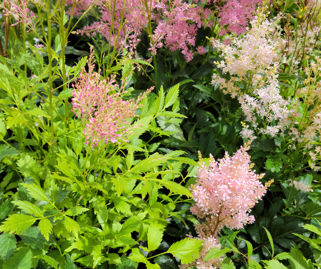Astilbe japonés con flores plumosas rosadas para jardín sombreado
