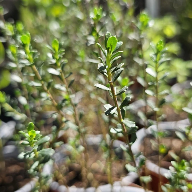 Romero de la Patagonia (Baccharis Patagónico), Mediano Plus (M17) | Gardekin.com