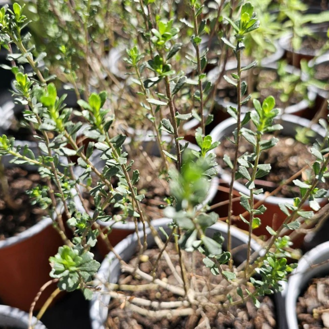 Romero de la Patagonia (Baccharis Patagónico), Mediano Plus (M17) | Gardekin.com