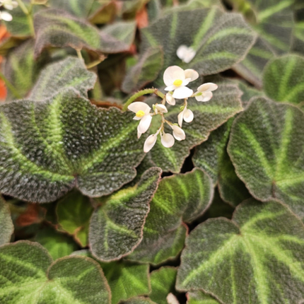 Begonia
