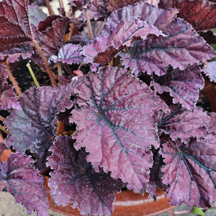 Begonia