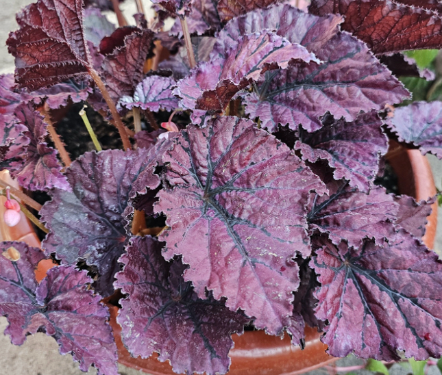 Begonia