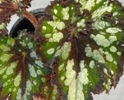 Begonia