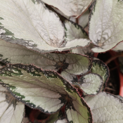 Begonia
