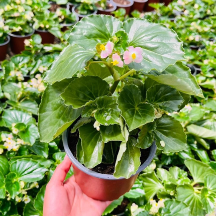 Begonia-Hula-Pink