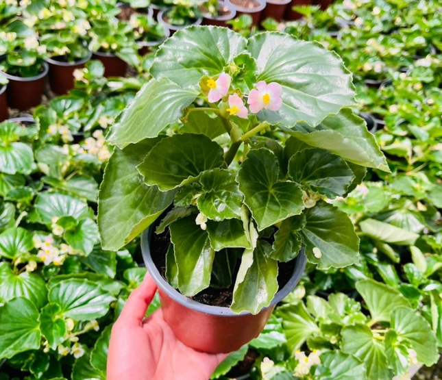 Begonia-Hula-Pink