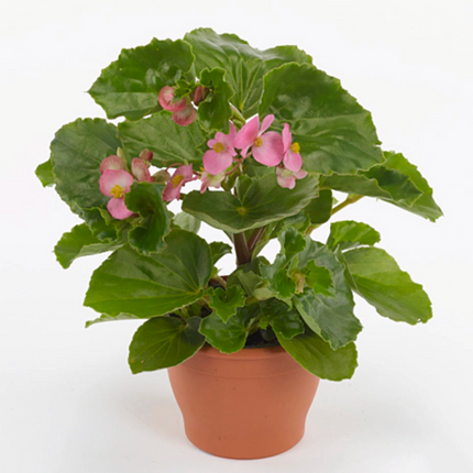 Begonia Hula Pink de hábito colgante con flores rosa delicadas