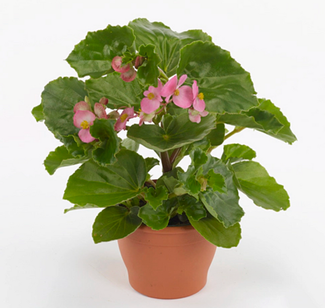 Begonia Hula Pink de hábito colgante con flores rosa delicadas
