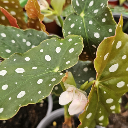 Begonia-Maculata