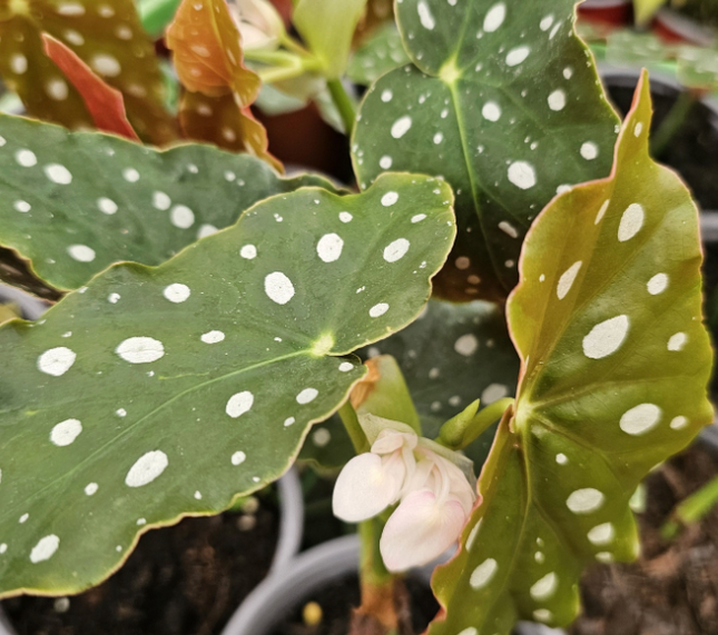 Begonia-Maculata